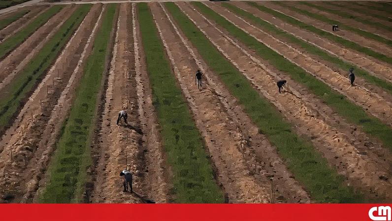 Mudança de chefia não impede exploração de imigrantes em Beja