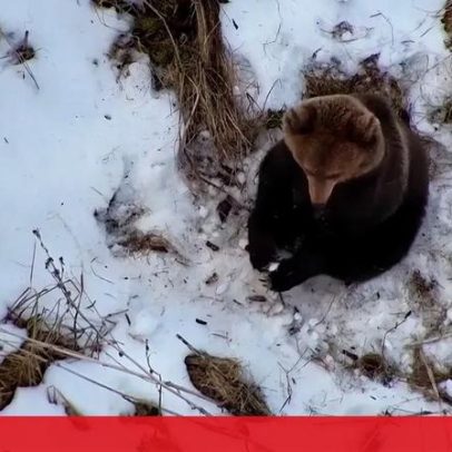 Drone usado na busca de homem desaparecido encontra urso a acordar na floresta