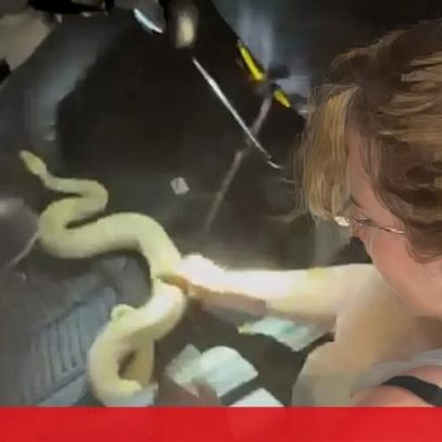 Bombeiros retiram cobra de estimação presa no tablier de carro nos EUA