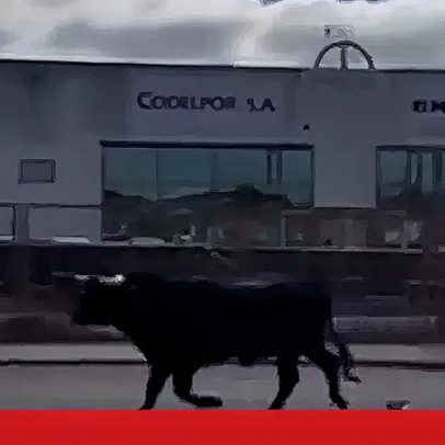 Touro à solta é visto em Benavente