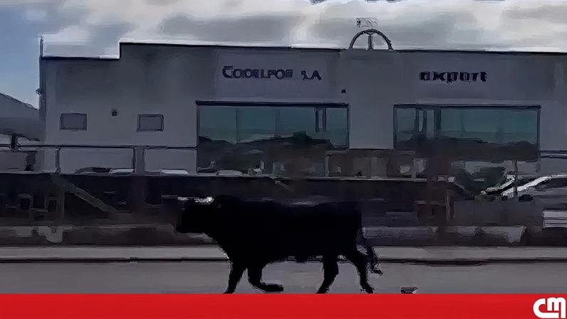 Touro à solta é visto em Benavente