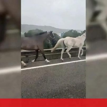 Três cavalos soltos geram pânico junto ao Túnel do Grilo