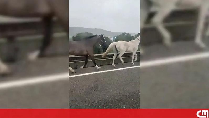 Três cavalos soltos geram pânico junto ao Túnel do Grilo