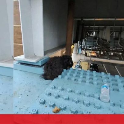 Cão resgatado de plataforma elevada de comboio em Filadélfia