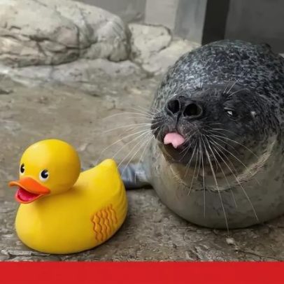 Foca faz sucesso na internet com interações com pato de borracha nos EUA