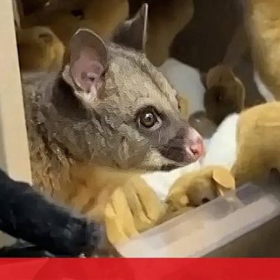 Gambá encontrado entre peluches em loja de aeroporto na Austrália