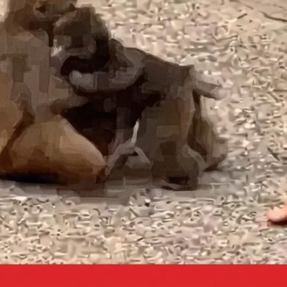 Punch, o macaco famoso, ganha nova amiga