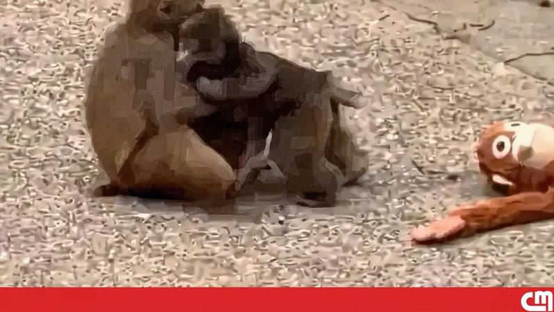 Punch, o macaco famoso, ganha nova amiga