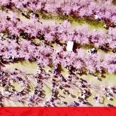 Mar cor-de-rosa surge em campos agrícolas na Grécia