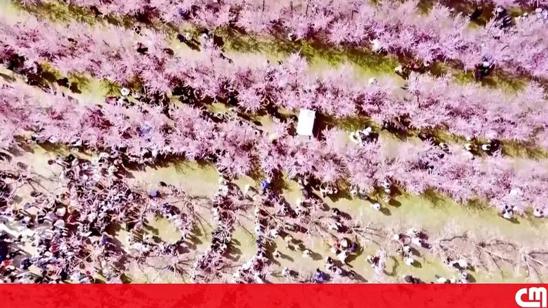 Milhares de pessoas visitam os campos de flores de pessegueiro que simbolizam o regresso da primavera na Grécia.