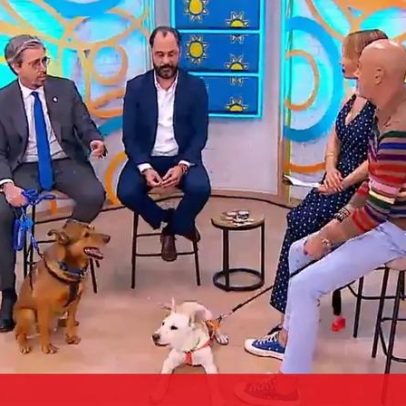 Lisboa lança guia para identificar e prevenir maus-tratos a animais