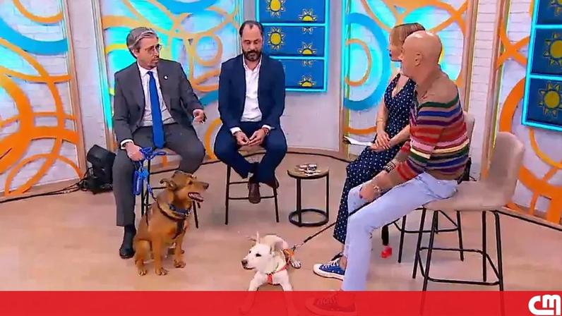 Câmara Municipal de Lisboa lança guia prático para identificar e prevenir maus-tratos a animais