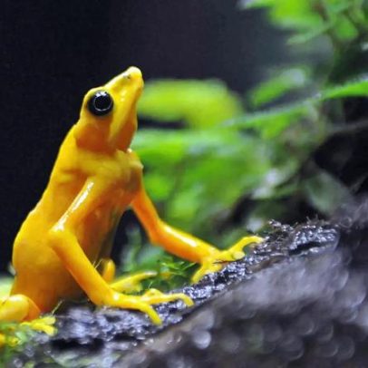 Espécies migratórias em risco: 24% podem desaparecer