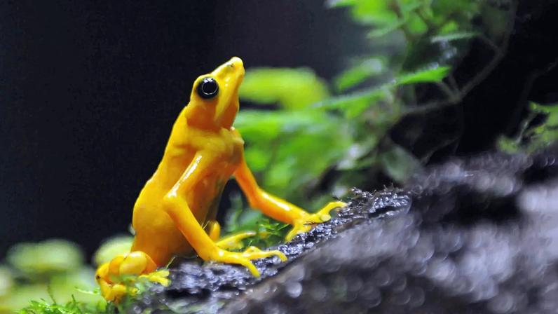 Entre as mais antigas espécies, agora condenadas à extinção, estão diversos anfíbios