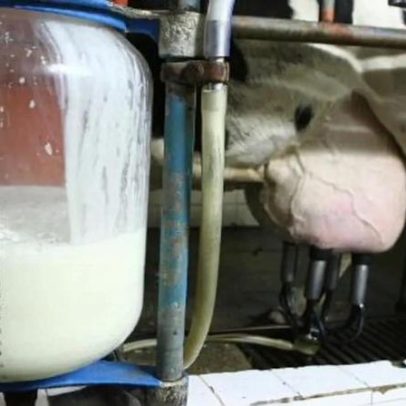 Produtores de leite enfrentam subida de custos e falta de apoios