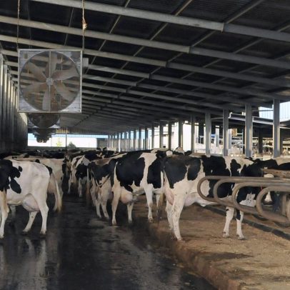 Setor do leite nos Açores pode enfrentar crise económica por custos de produção