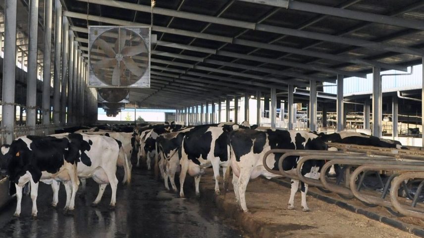 Setor do leite nos Açores pode enfrentar crise económica por custos de produção