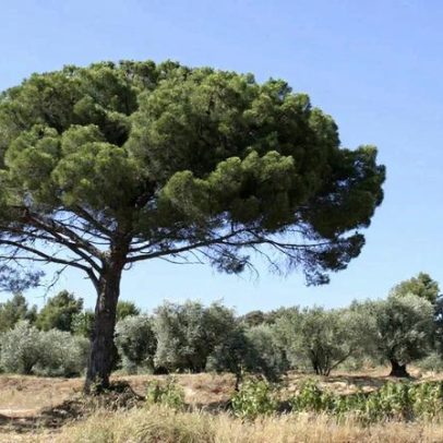 Quercus denuncia abate de pinheiros-mansos junto à Lagoa de Albufeira, Sesimbra