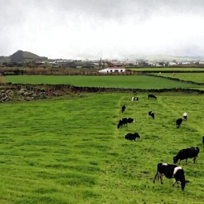 Federação Agrícola dos Açores envia carta ao Governo por igualdade de apoios