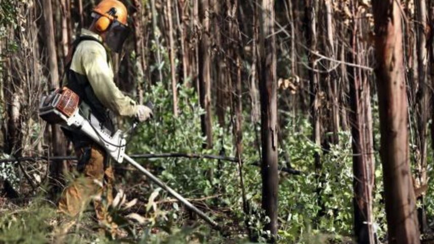 limpeza de florestas