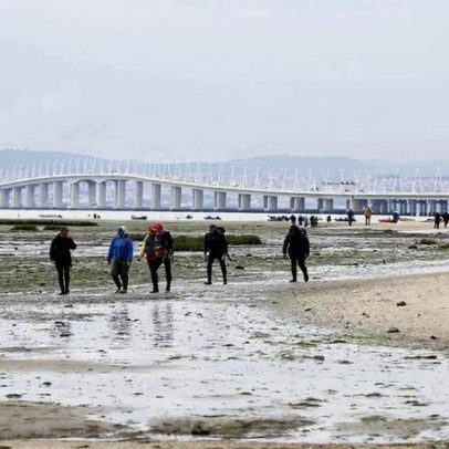 IPMA enganado por pescador contratado para amêijoas no Tejo; 348 hospitalizados