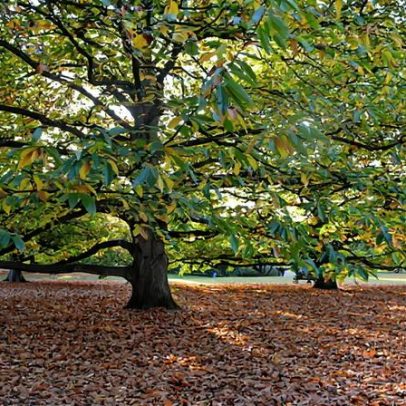 Assembleia aprova reforço de regras de corte de árvores