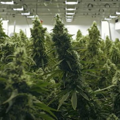 Homem condenado a seis anos e três meses de prisão por 125 quilos de canábis