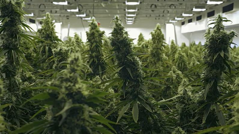 Seis anos e três meses de prisão para homem apanhado com 125 quilos de canábis