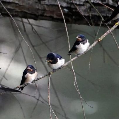 Três Reservas de Biosfera ibéricas em risco de perder estatuto