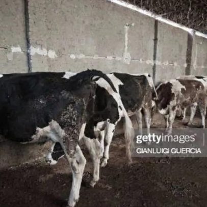 Febre aftosa agrava-se na Europa e DGAV apela a reforçar a prevenção