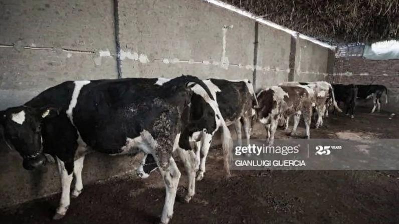 Febre aftosa agrava-se na Europa e DGAV pede reforço da prevenção