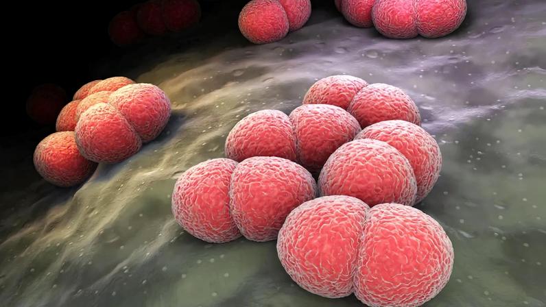 Bactéria da meningite