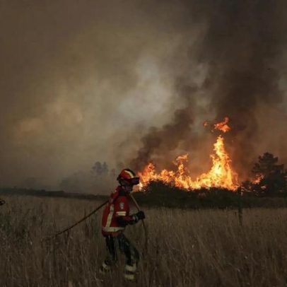Governo da Madeira introduz gado controlado nas serras do Funchal para prevenir incêndios