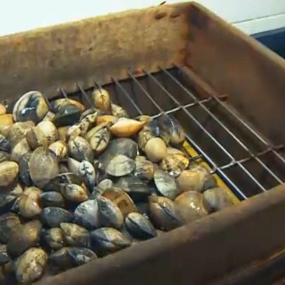 GNR apreende cerca de uma tonelada de ostras em Ílhavo