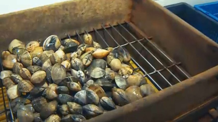 GNR apreende cerca de uma tonelada de ostras em Ílhavo