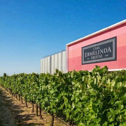 Alta velocidade danifica vinhas em Palmela