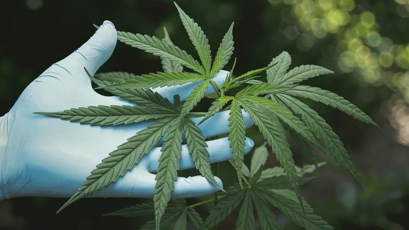 Homem condenado a prisão por tráfico de droga em Campo Maior