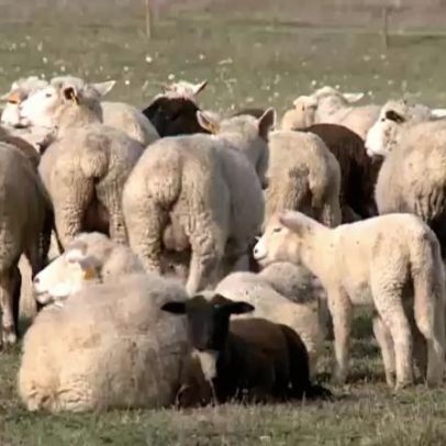 Oliveira do Hospital apoia vigilância sanitária em explorações de ovinos