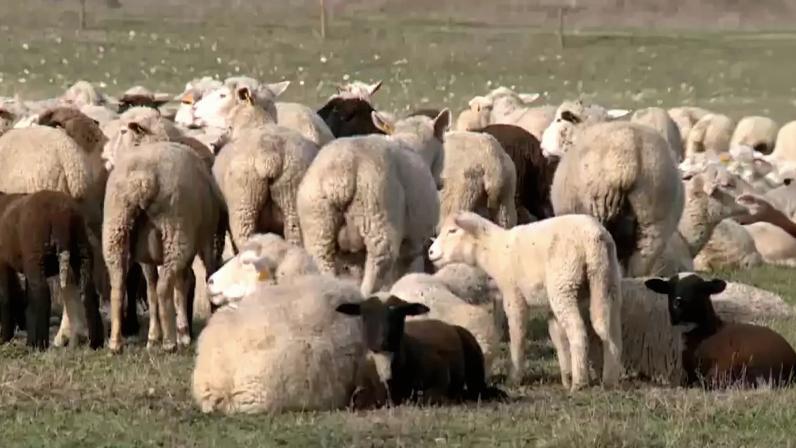 Oliveira do Hospital apoia vigilância sanitária em explorações de ovinos