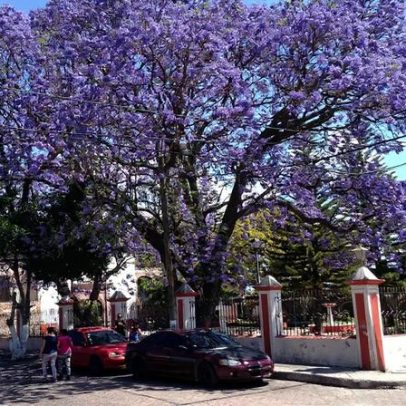 AM de Lisboa quer decisão da câmara sobre jacarandás da 5 de Outubro