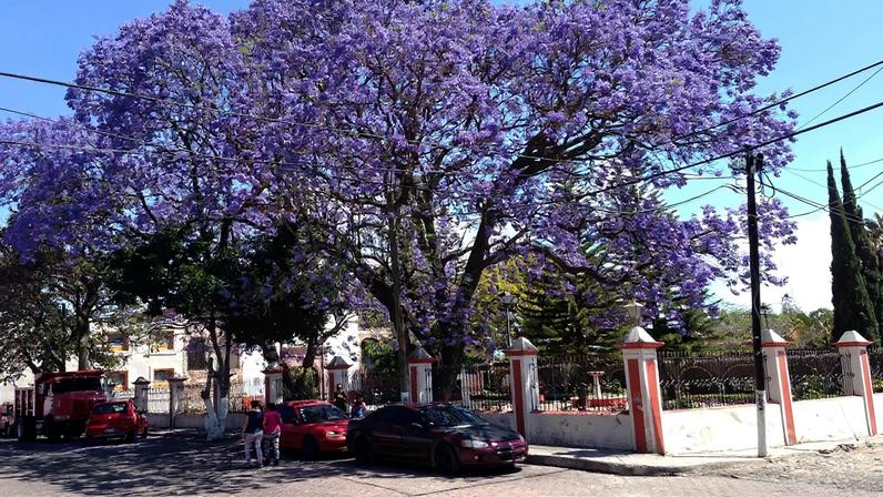 AM de Lisboa quer decisão da câmara sobre jacarandás da 5 de Outubro
