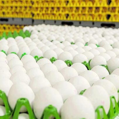 É correto lavar os ovos antes de os armazenar?