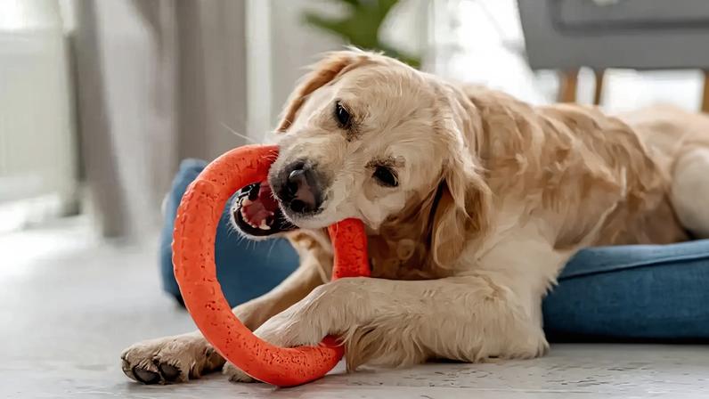 Amadora aprova cheque veterinário para famílias com dificuldades económicas