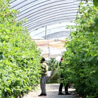 CAP considera reforma da PAC um disparate completo