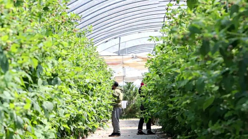 Agricultura é dos setores em que os trabalhadores estrangeiros têm maior peso
