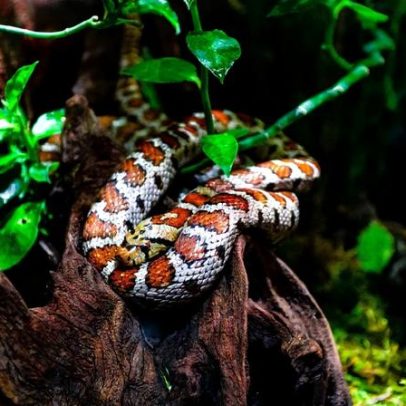 Universidade do Porto descobre como cobras sobrevivem sem comer