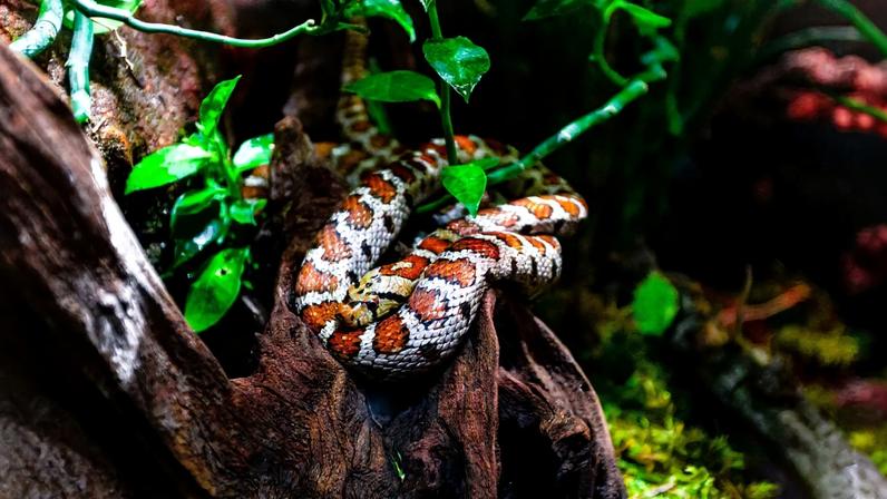 Universidade do Porto descobre como cobras sobrevivem sem comer