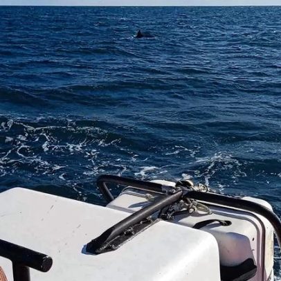 Dois veleiros franceses juntam-se à nova flotilha para Gaza