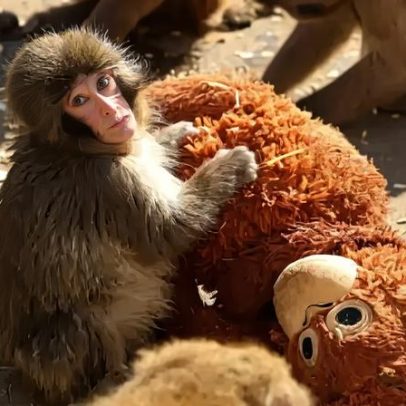 IKEA doa peluches a Punch, o macaco bebé que encantou o mundo