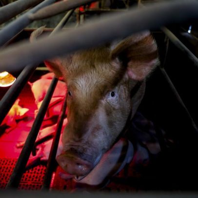 Pecuária pede resposta preventiva robusta contra doença que atinge bovinos